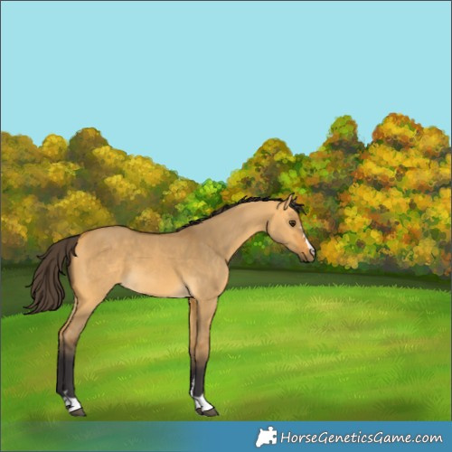Horse Color:Buckskin Dun 