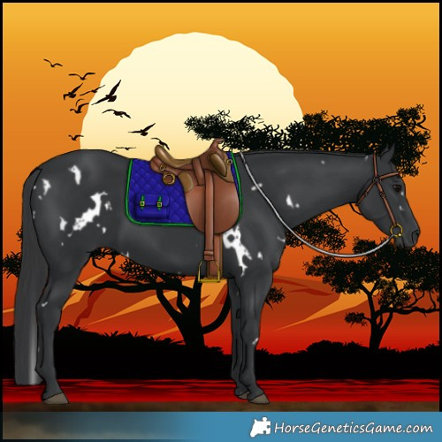 Horse Color:White Spotted Black 