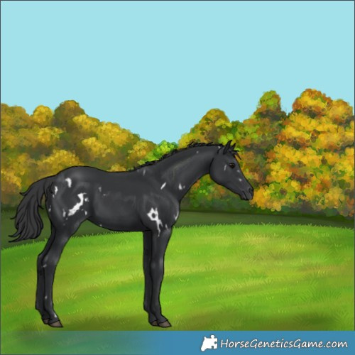 Horse Color:White Spotted Black 