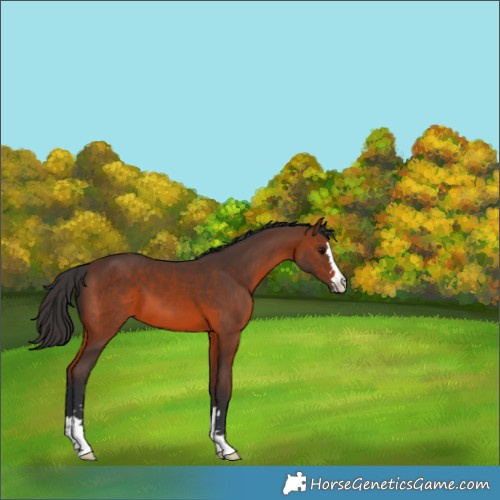 Horse Color:Brown 