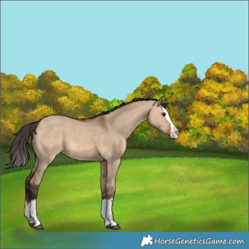 Horse Color:Bay Dun Splash 