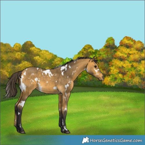 Horse Color:White Spotted Buckskin 