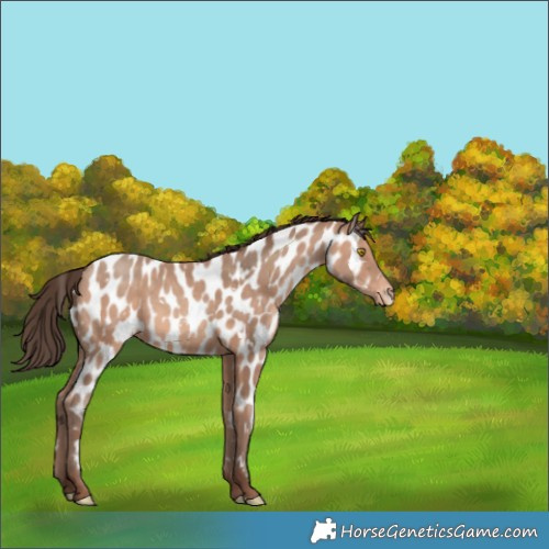 Horse Color:White Spotted Sable Champagne Appaloosa 