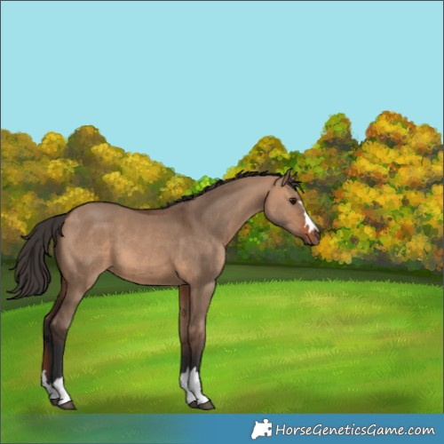 Horse Color:Bay Dun 