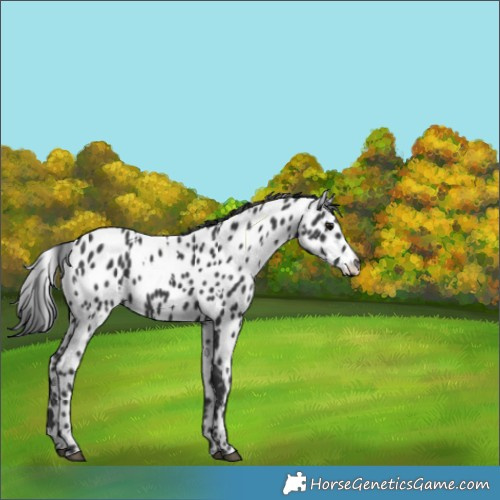 Horse Color:White Spotted Black Appaloosa 