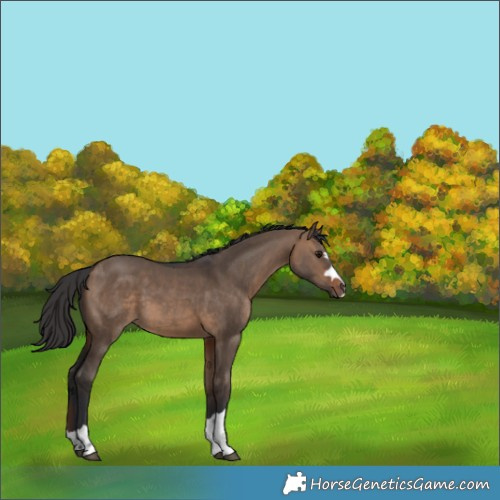 Horse Color:Brown Dun 