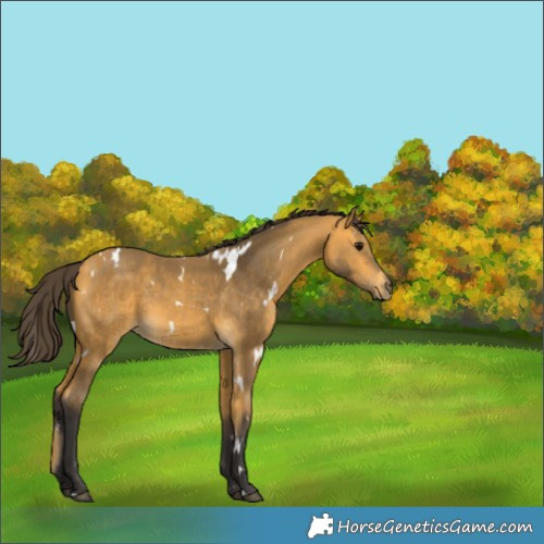 Horse Color:White Spotted Buckskin 