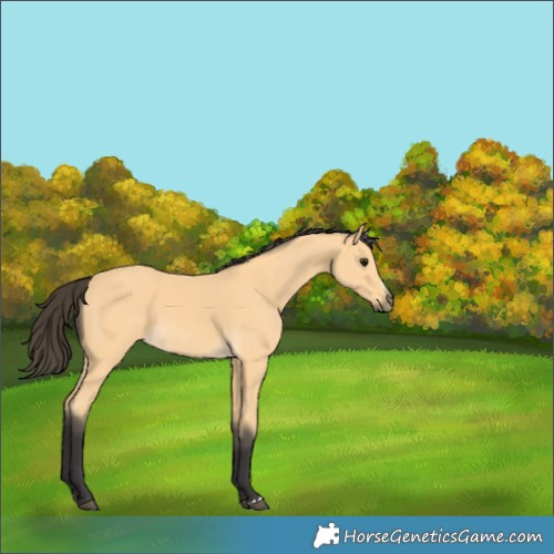 Horse Color:Buckskin 