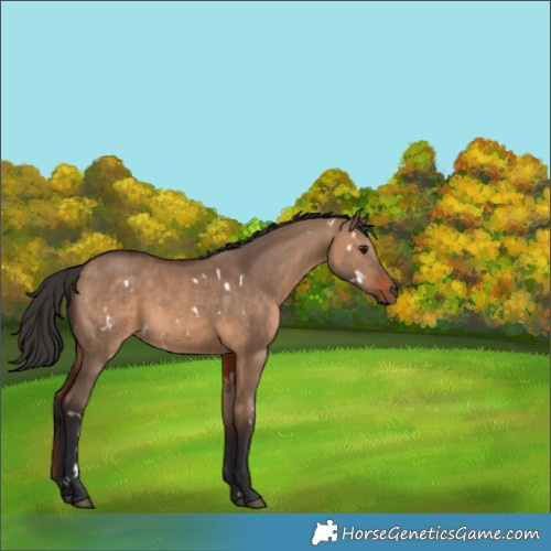 Horse Color:White Spotted Brown Dun 