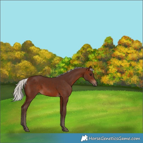 Horse Color:Silver Brown 