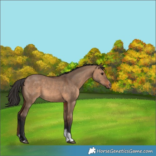 Horse Color:Brown Dun Sabino 