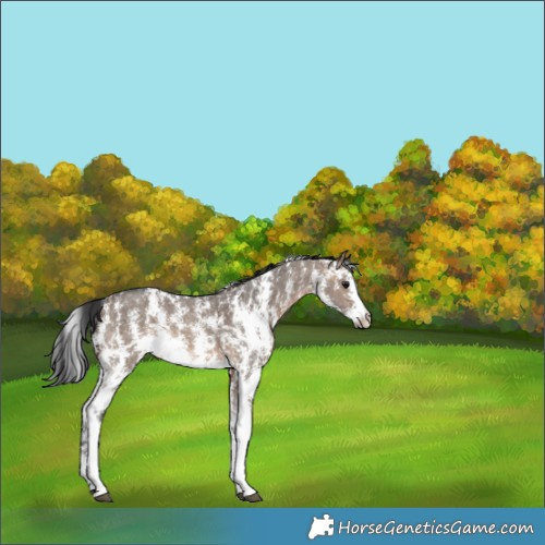 Horse Color:Brown Dun Sabino Rabicano 