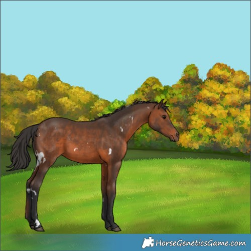 Horse Color:White Spotted Brown 