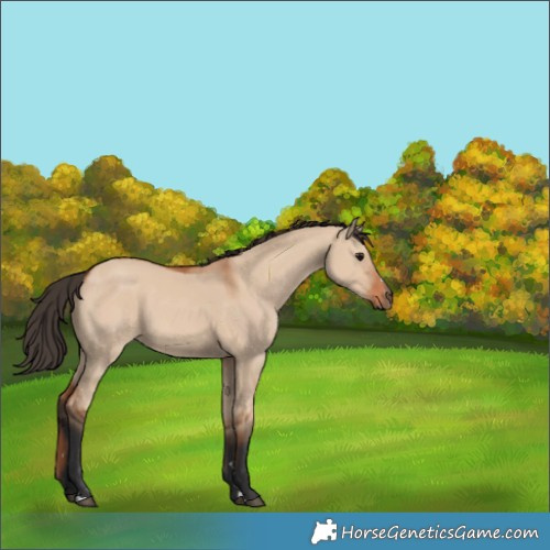 Horse Color:Bay Dun 