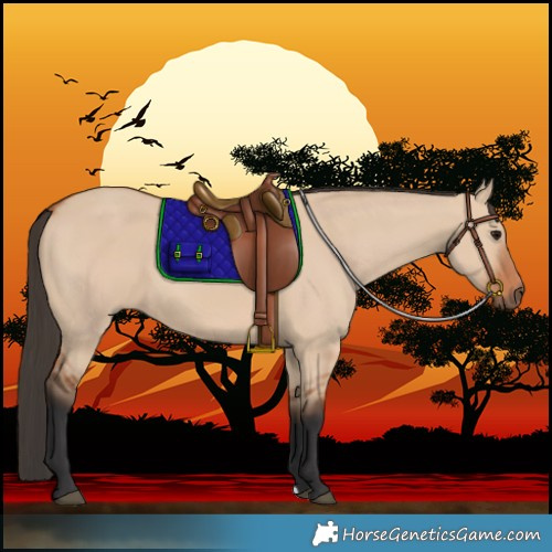 Horse Color:Bay Dun 