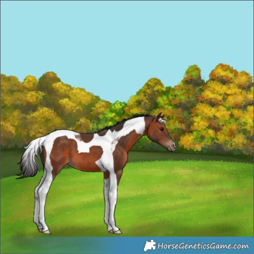 Horse Color:Brown Tobiano 