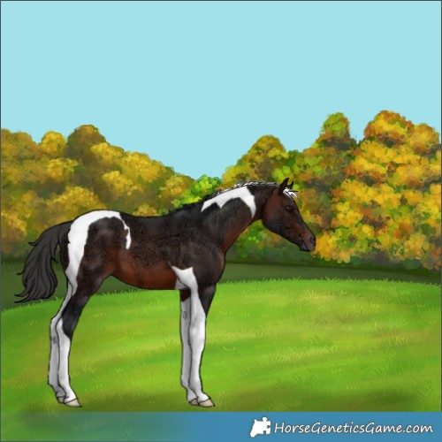 Horse Color:Brown Ice Tobiano 