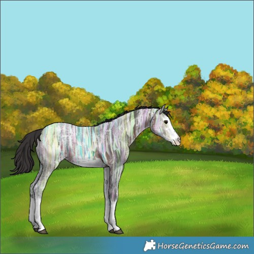 Horse Color:White Spotted Brown Ice Rabicano 