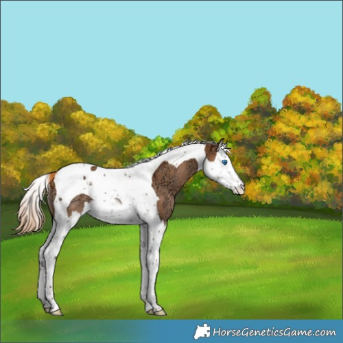 Horse Color:Chestnut Ice Splash Tobiano Rabicano 