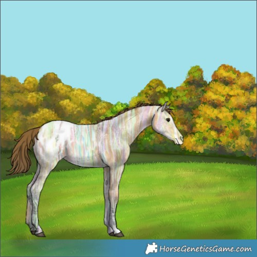 Horse Color:Buckskin Ice Appaloosa 