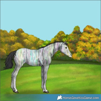 Horse Color:White Spotted Black Ice Rabicano 