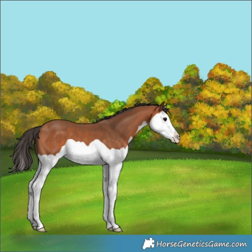 Horse Color:Bay Splash 
