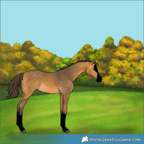 Horse Color:Void Buckskin Splash 