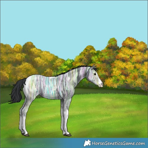 Horse Color:White Spotted Black Ice Tobiano 