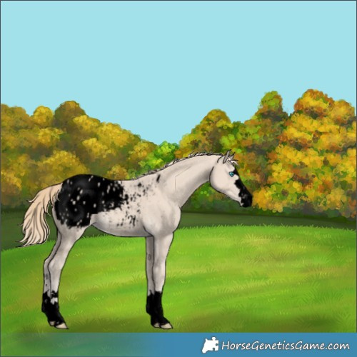 Horse Color:Void Smoky Creme Appaloosa 