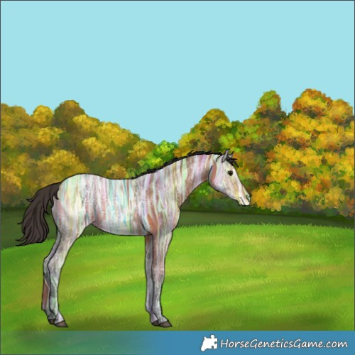 Horse Color:White Spotted Bay Ice 
