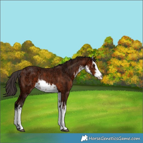 Horse Color:White Spotted Bay Ice Rabicano 