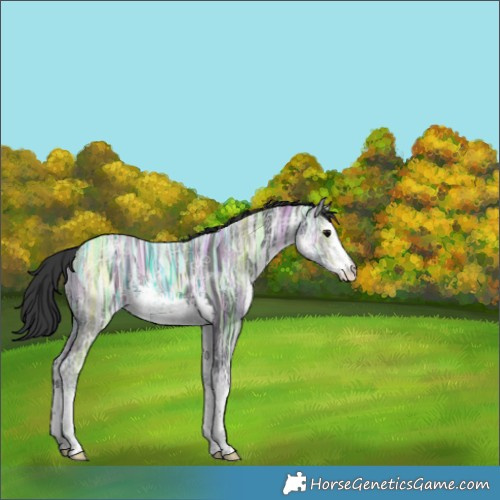 Horse Color:White Spotted Black Ice 
