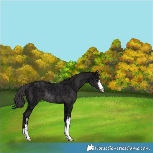 Horse Color:White Spotted Smoky Black Ice Rabicano 