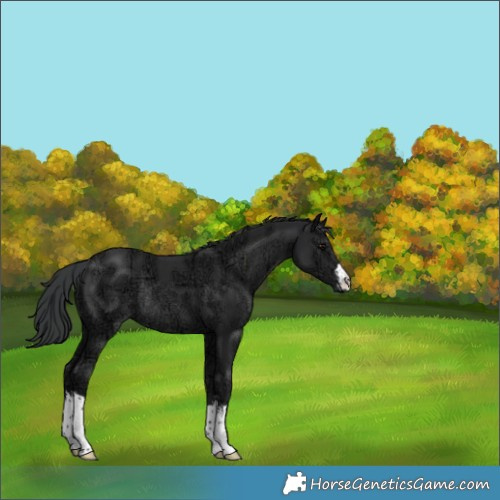 Horse Color:White Spotted Black Ice Rabicano 
