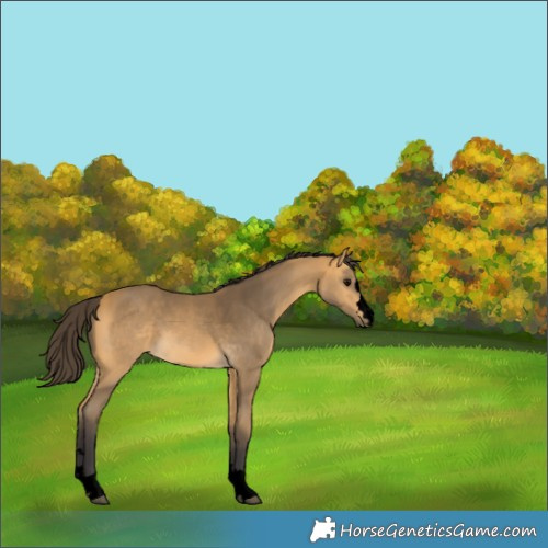 Horse Color:Void Buckskin 