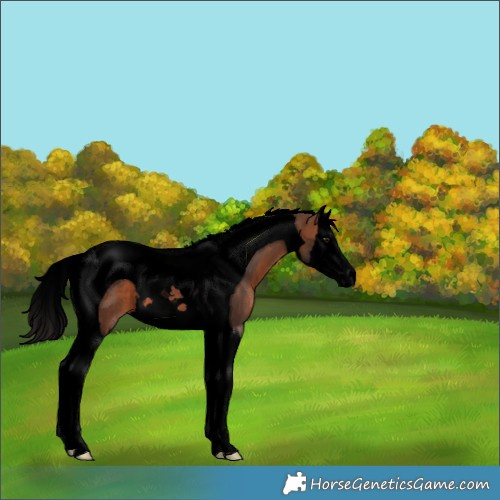 Horse Color:Void Brown Splash Tobiano 