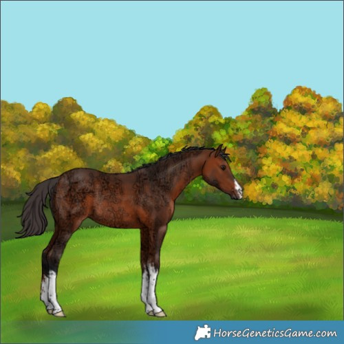 Horse Color:White Spotted Bay Ice Rabicano 