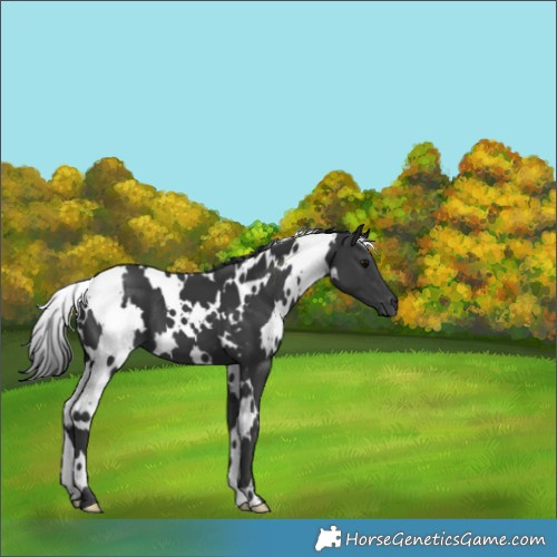 Horse Color:White Spotted Black 