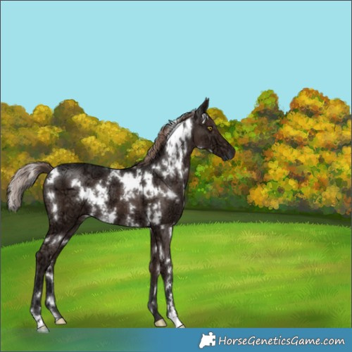 Horse Color:White Spotted Liver Chestnut Ice 