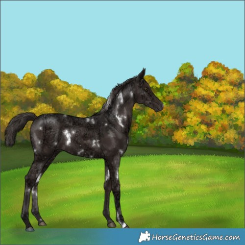 Horse Color:White Spotted Liver Chestnut Ice 