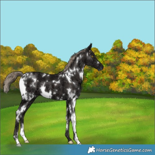 Horse Color:White Spotted Liver Chestnut Ice 