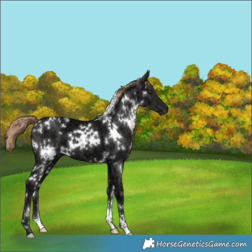Horse Color:White Spotted Liver Chestnut Ice 