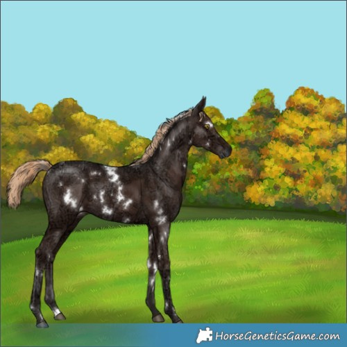 Horse Color:White Spotted Liver Chestnut Ice 