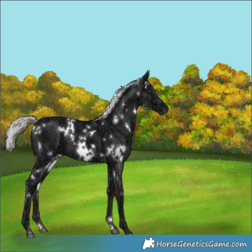 Horse Color:White Spotted Liver Chestnut Ice Mushroom 