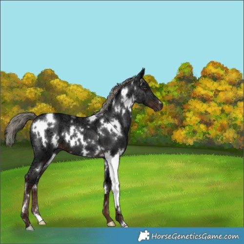 Horse Color:White Spotted Liver Chestnut Ice Mushroom 