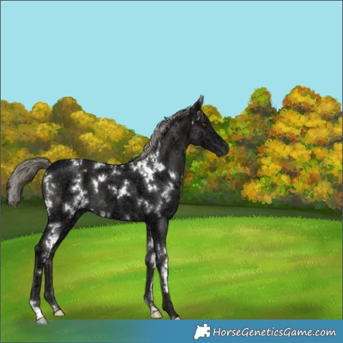 Horse Color:White Spotted Liver Chestnut Ice Mushroom 