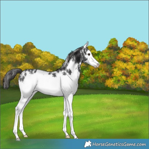 Horse Color:White Spotted Liver Chestnut Ice 