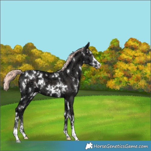 Horse Color:White Spotted Liver Chestnut Ice Mushroom 