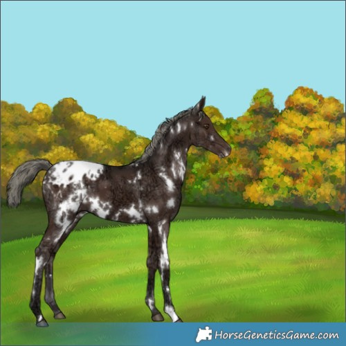 Horse Color:White Spotted Liver Chestnut Ice Mushroom Appaloosa 
