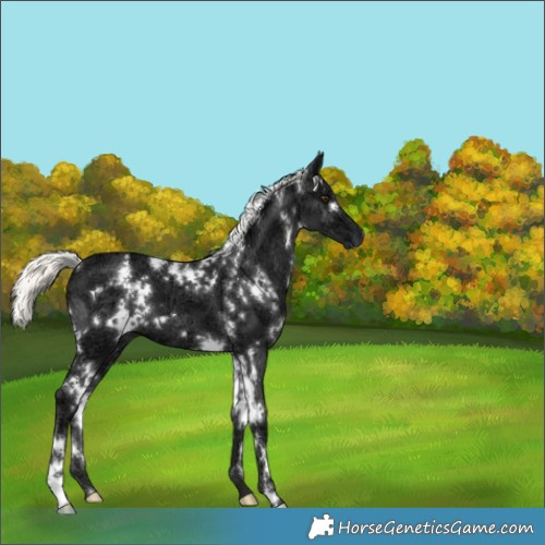 Horse Color:White Spotted Liver Chestnut Ice Mushroom 